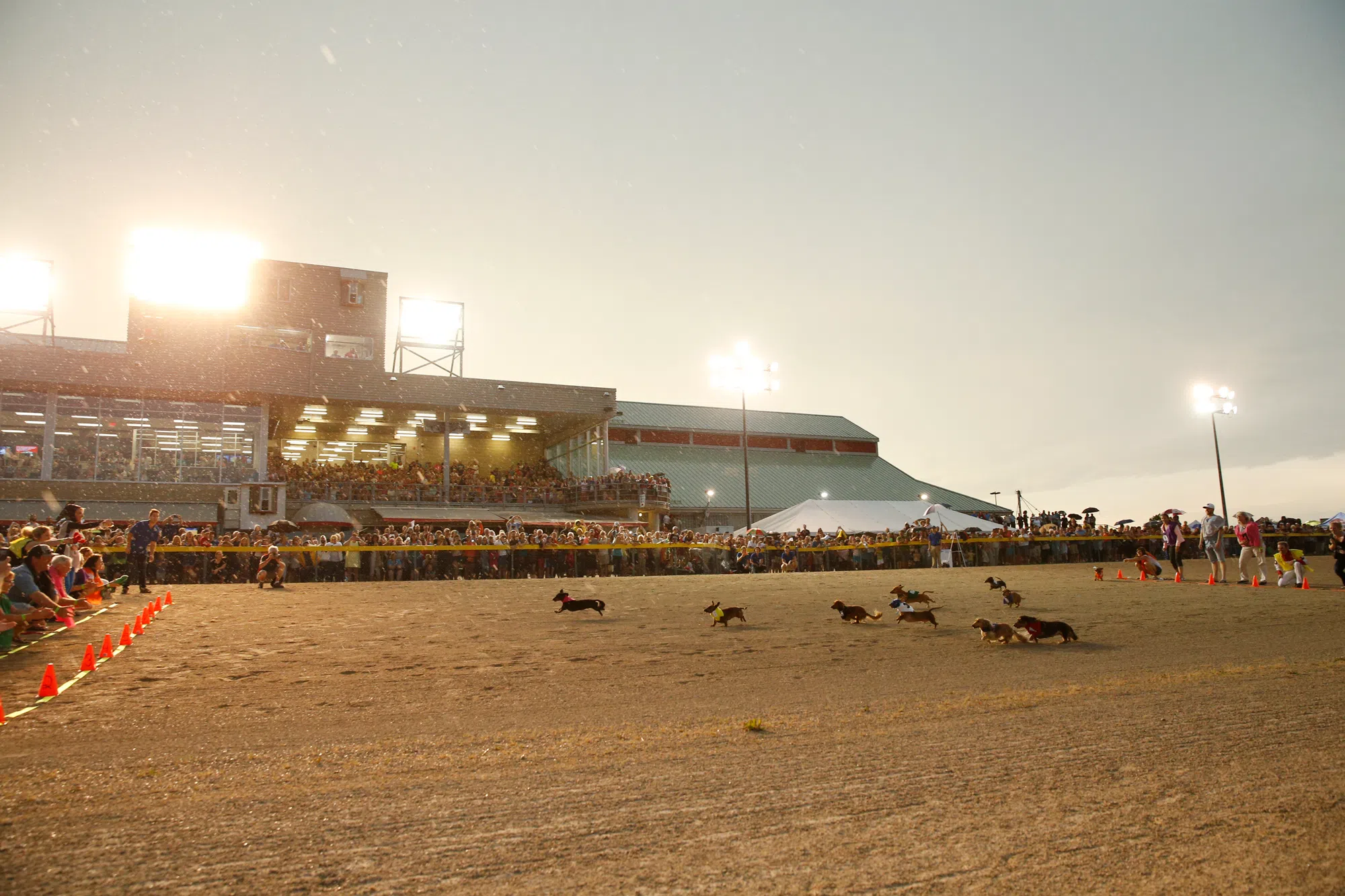 Wiener Dog Race Returns to Grand River Raceway Tonight