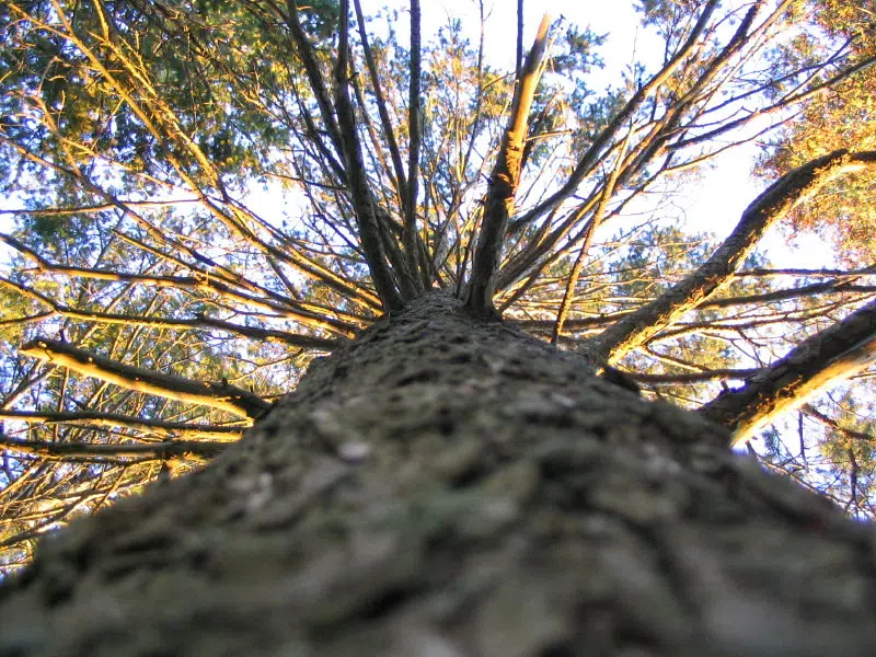 5,000 Trees to be Removed to Permit Sewer Work Along Elora Cataract Trail