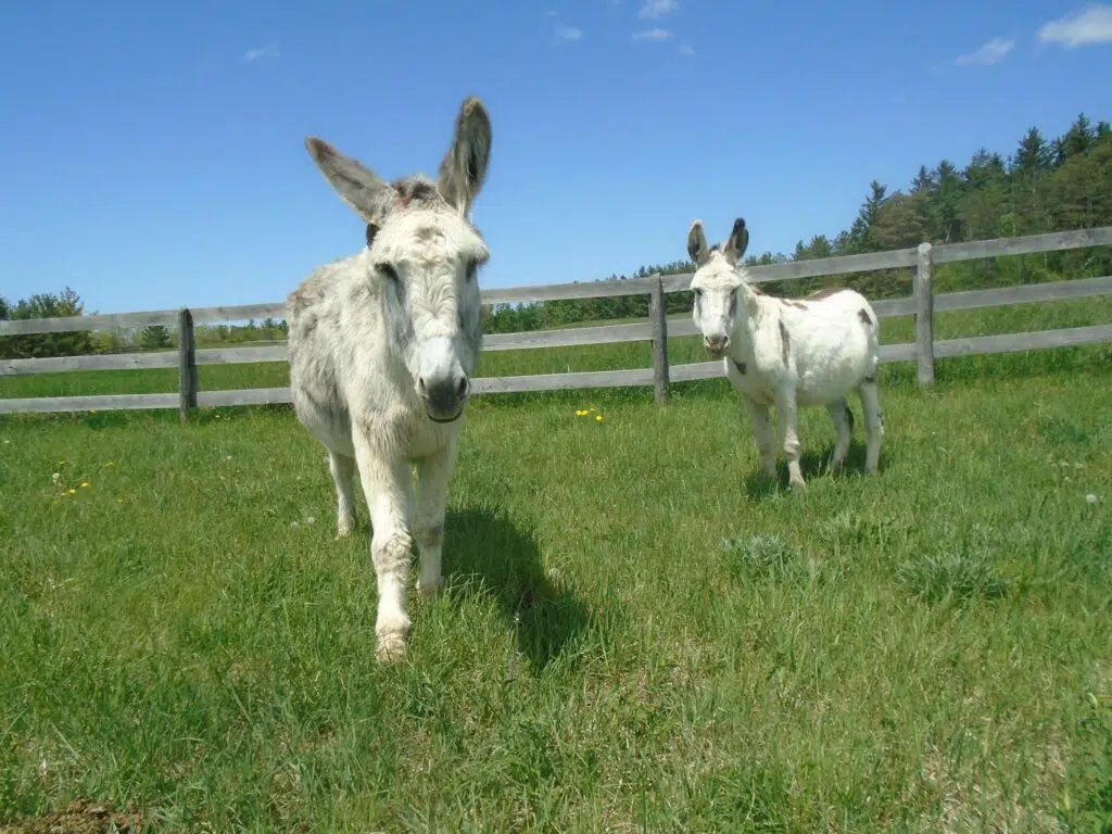 Seniors' Day to Trot Through Puslinch at Donkey Sanctuary of Canada