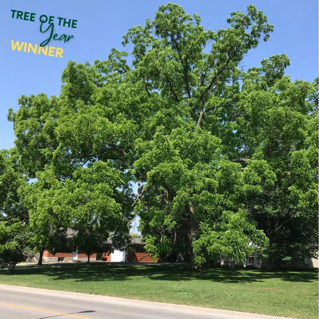 Black Walnut in Fergus Named Centre Wellington's Tree of the Year
