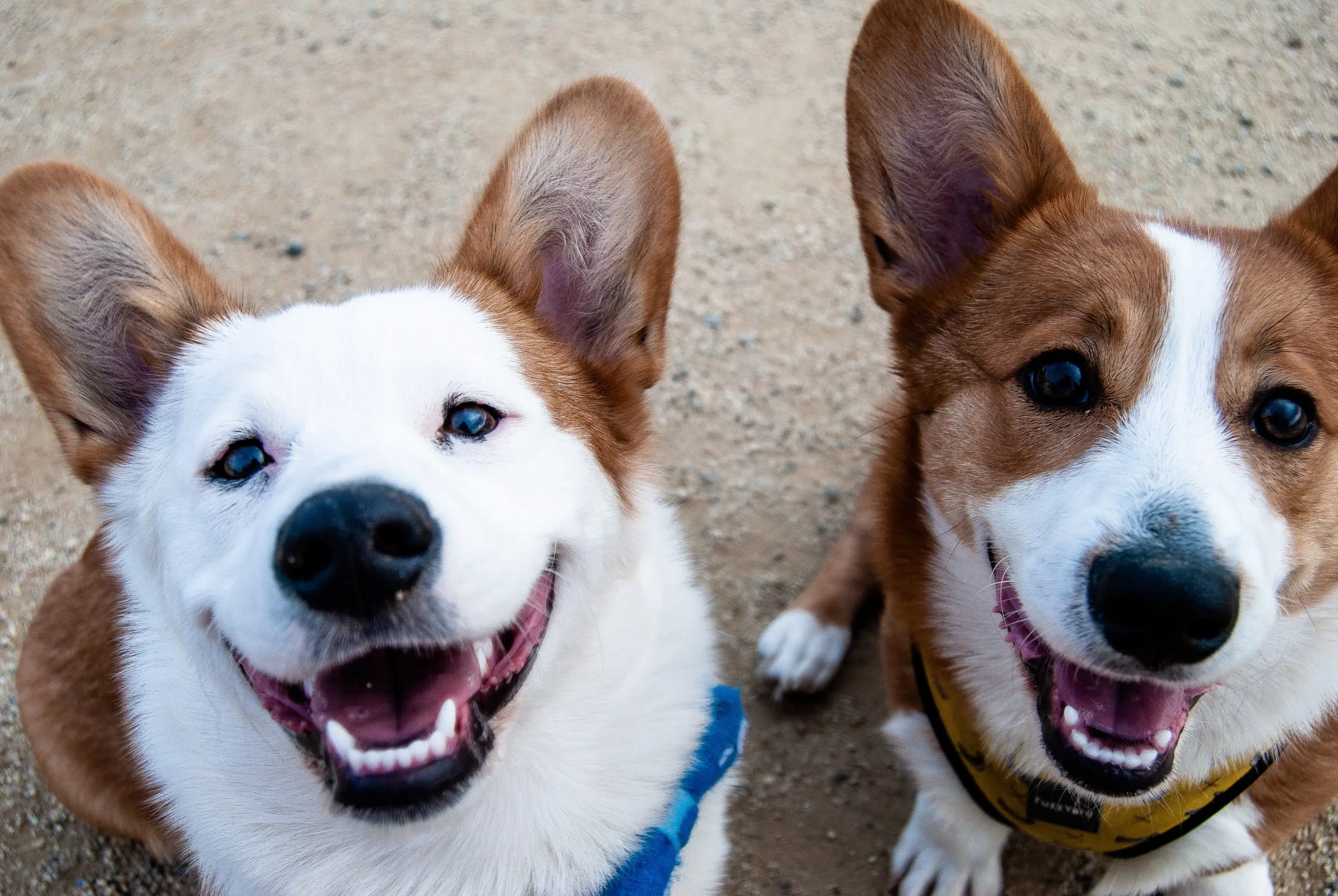 Township Staff Propose Increasing Dog Licensing Fees in Guelph/Eramosa