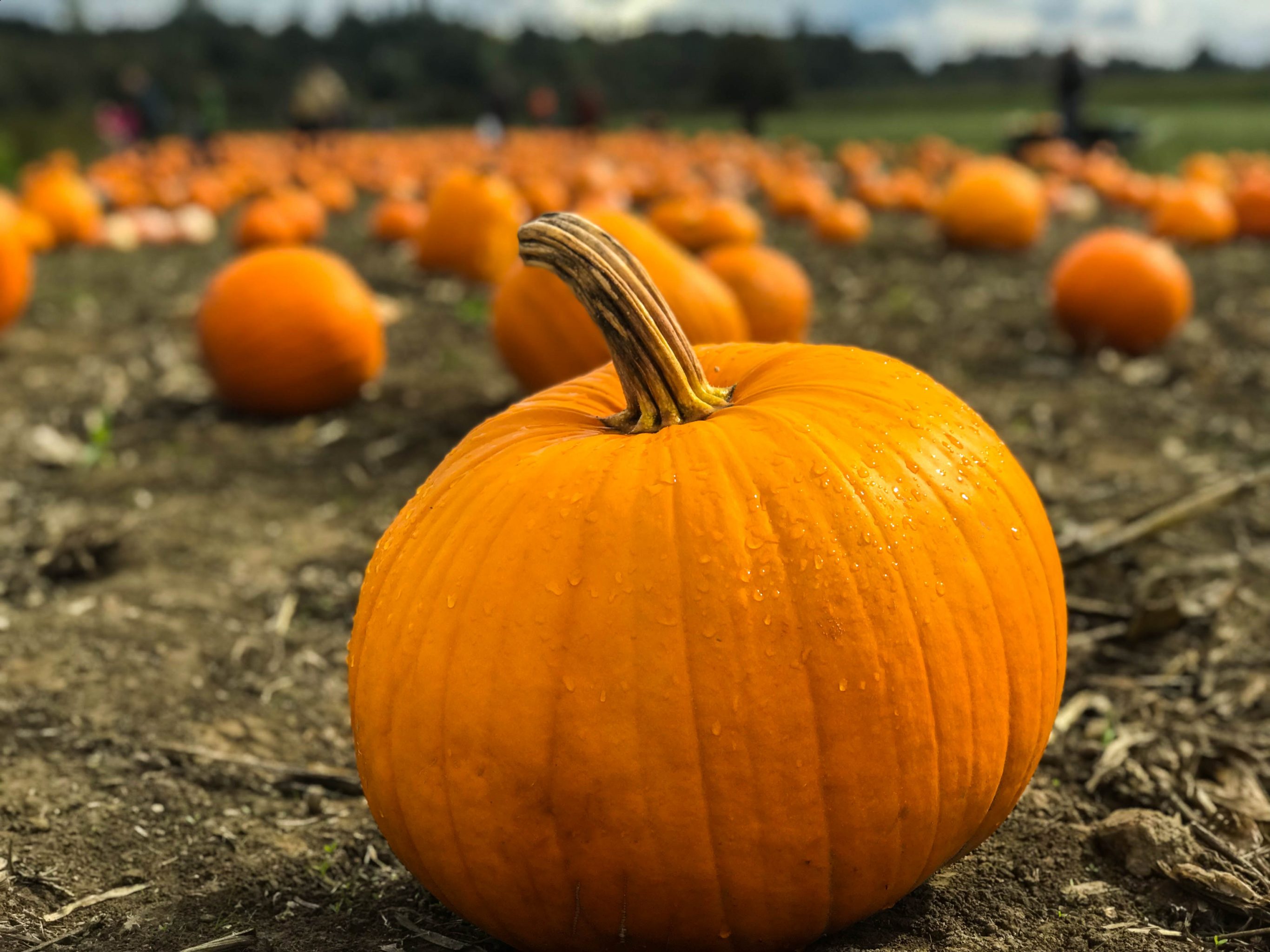 Pumpkin Day returns to Wellington County Museum and Archives Saturday