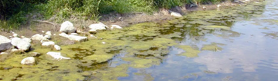 GRCA: Update on Blue-Green Algae and GRCA Reservoirs