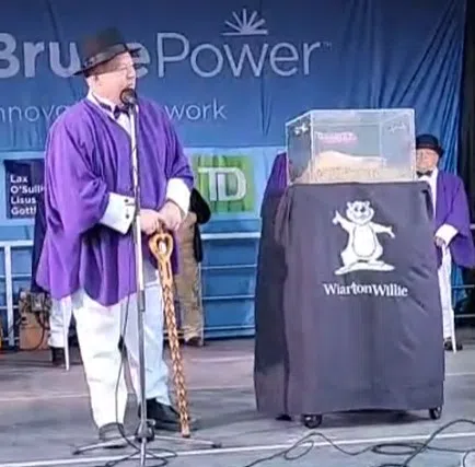VIDEO: Wiarton Willie Does Not See Shadow, Predicts Early Spring