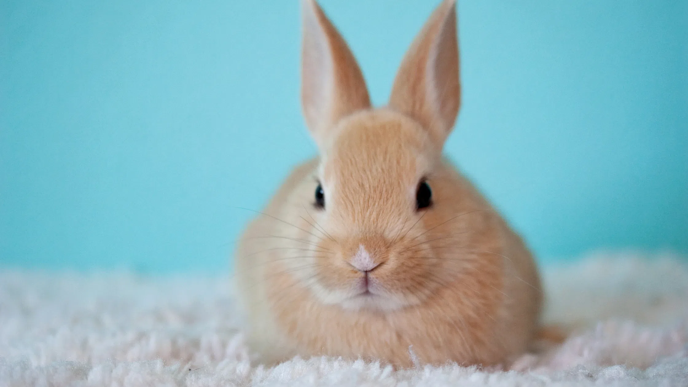 Guelph Humane Society Reducing Rabbit Adoption Fees Amid Dry Spell for Their Rescue