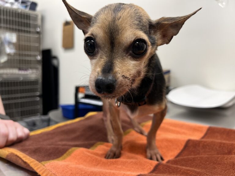 Chihuahua's Condition Improving After Being Found Abandoned in Guelph Lake Holding Tank