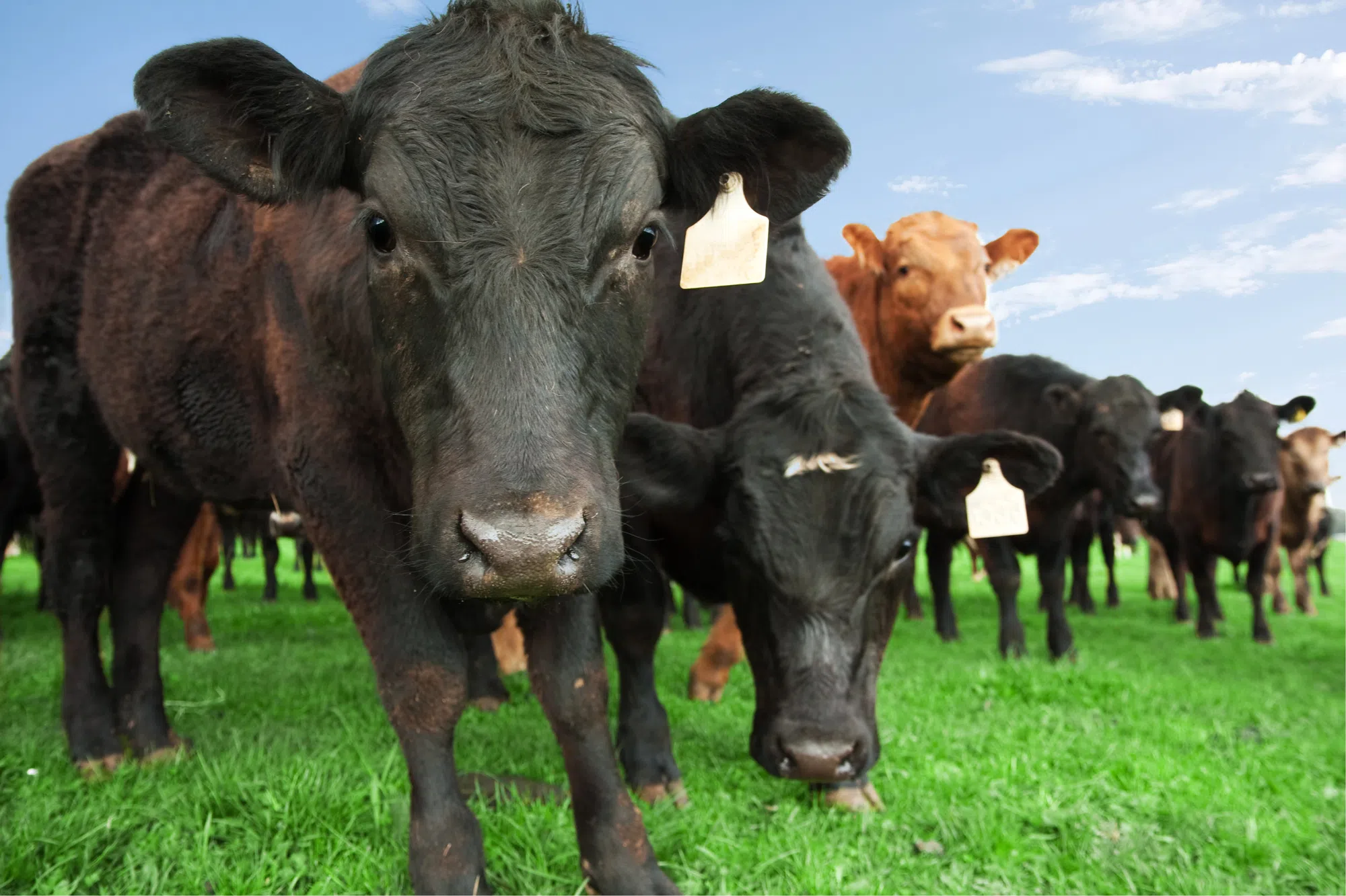 Ontario Enhancing Key Loan Guarantee Program for Cattle Farmers