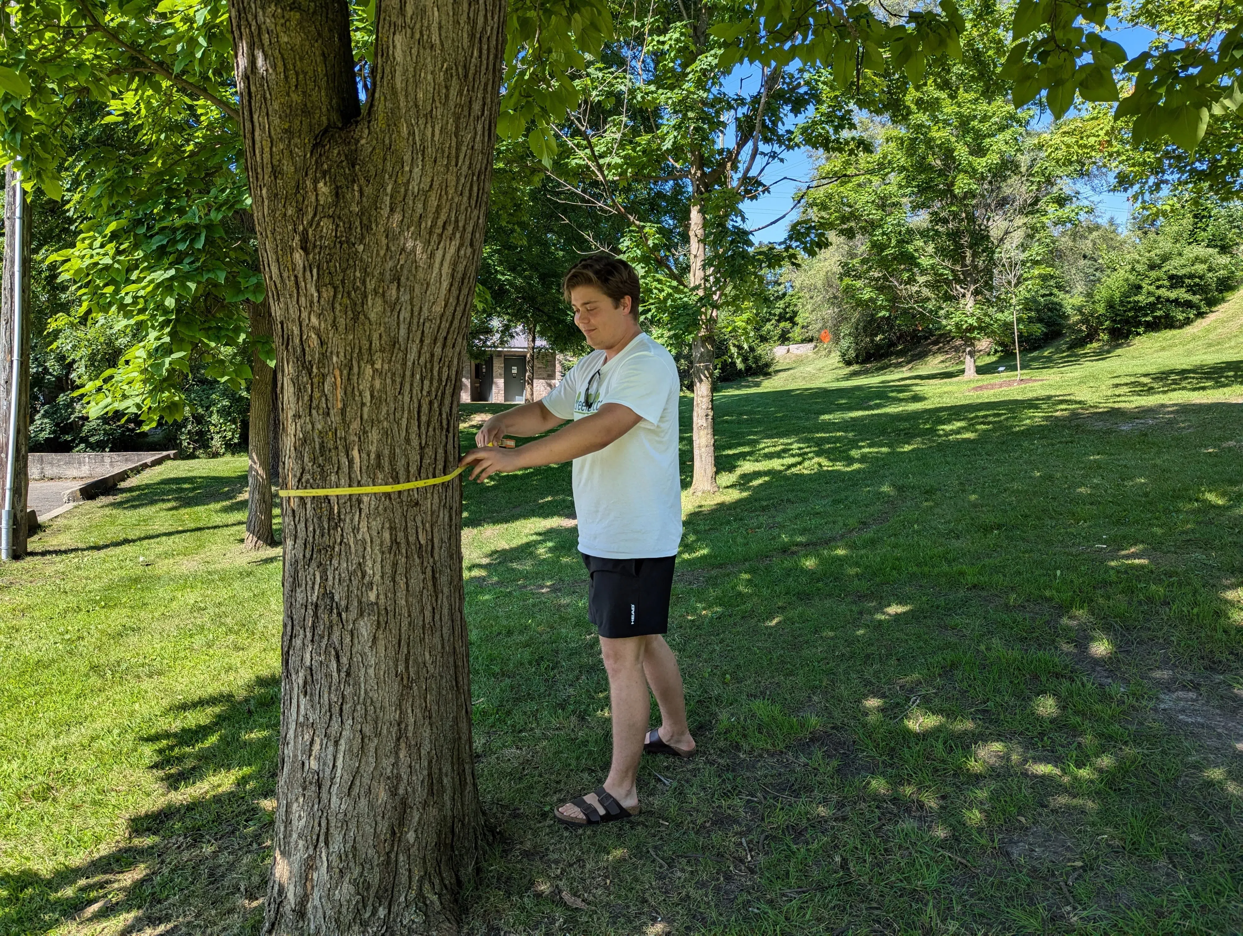 Tree Inventory Experiences teaches how to measure the health of a tree
