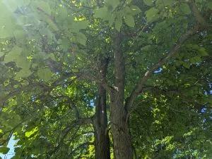 A close up of the canopy of a catalpa tree as taken from the base of the tree.