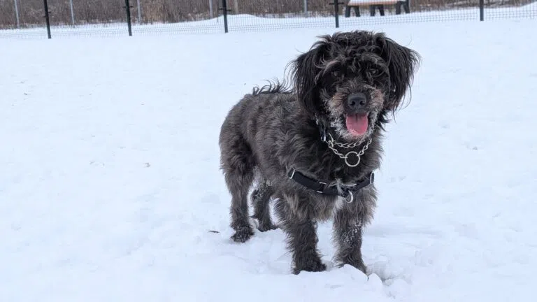 Guelph Humane Society Reminding to Keep Pets Indoors During Extreme Cold Weather