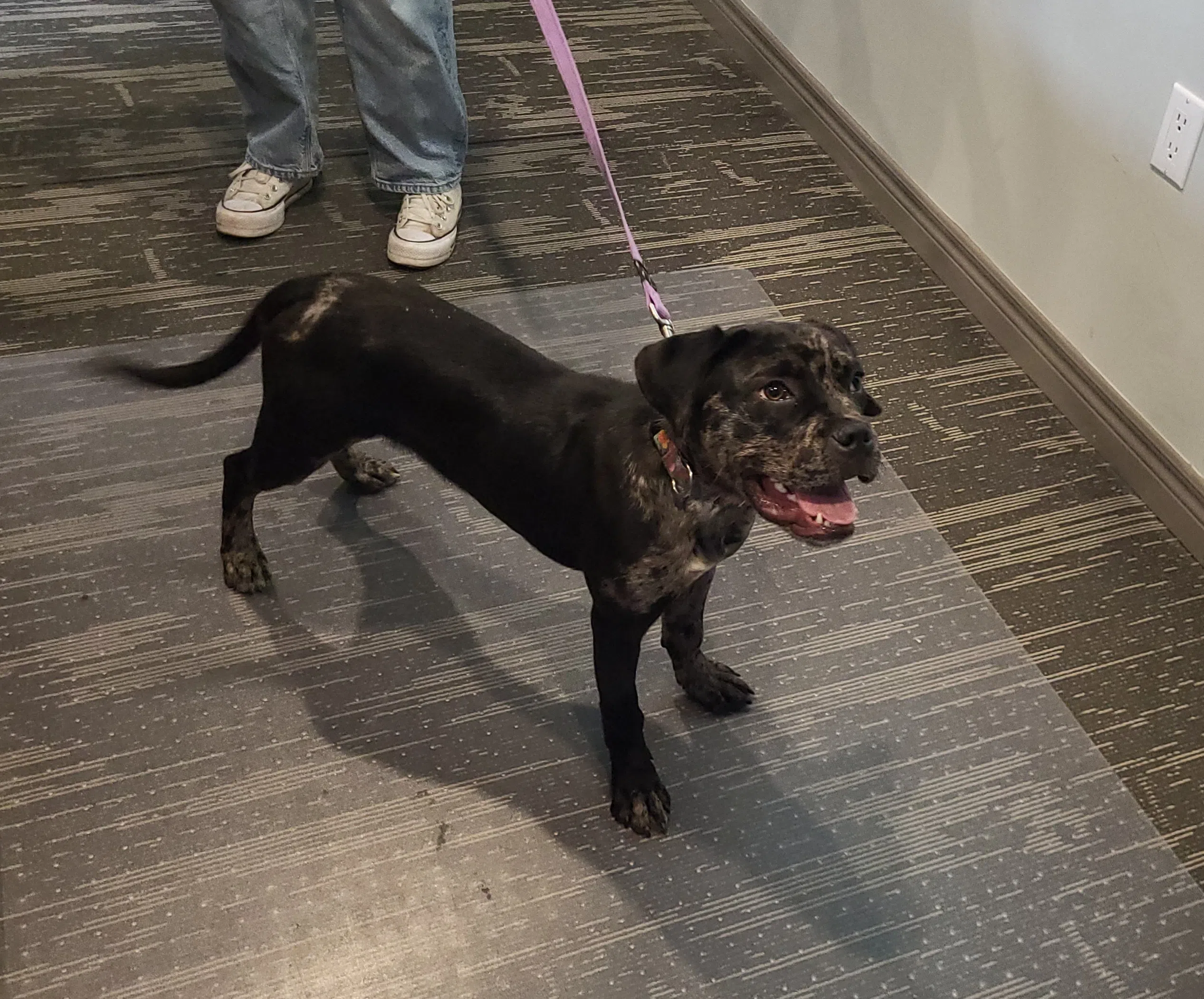VIDEO: Pet of the Week with Billie & Friends brought to you by The Great Canadian Dog Food!