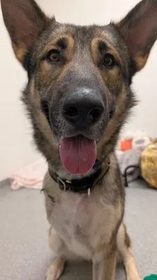 VIDEO: Pet of the Week with Billie & Friends brought to you by The Great Canadian Dog Food!