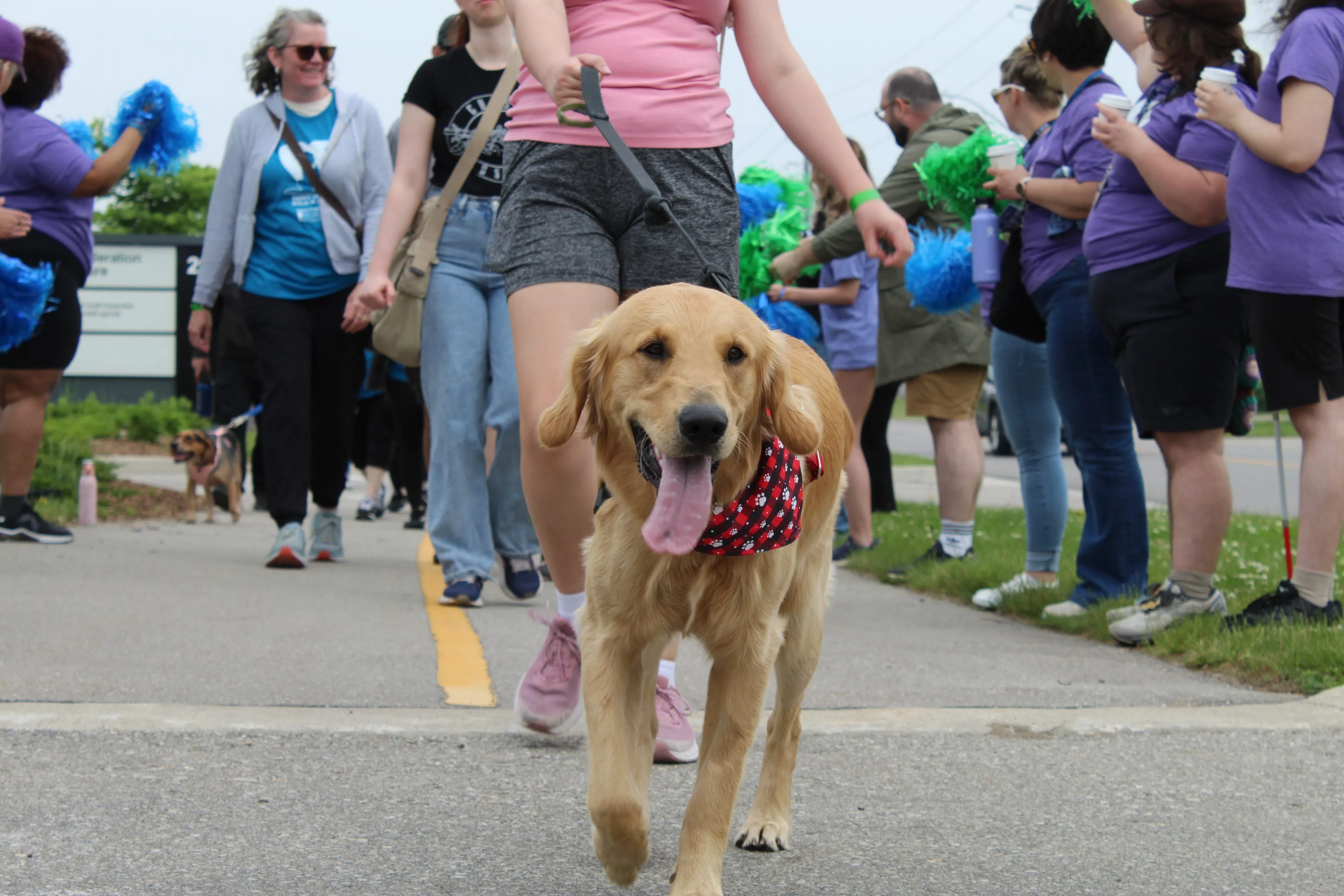 Guelph Humane Society's Walk-a-thon Raises $64,000 for Vulnerable Animals