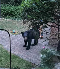Bear Sighting in Erin, Wellington County OPP Reminds Residents to be "Bear Wise"
