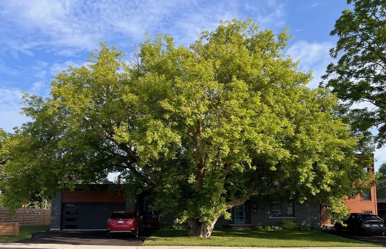 Centre Wellington's Tree of the Year Announced