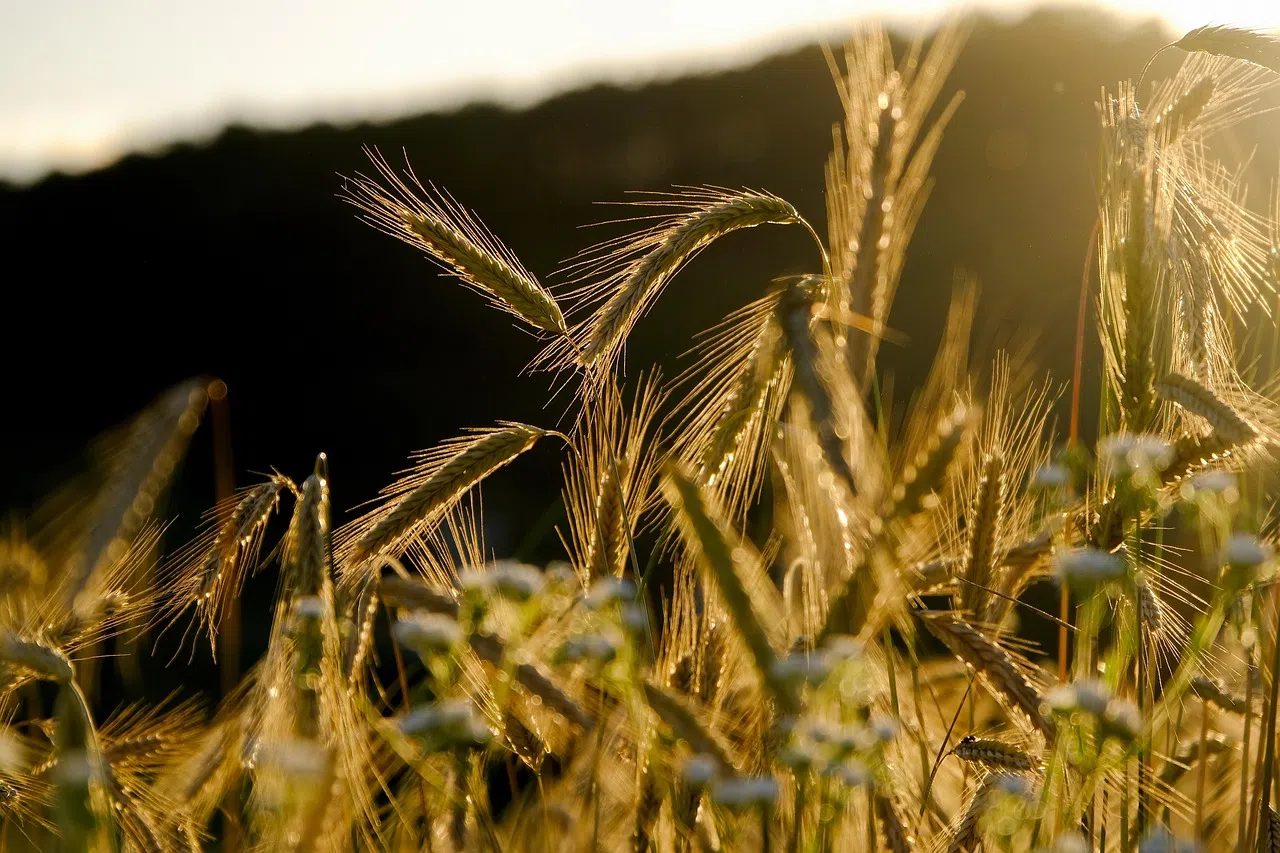 Drier-Than-Normal Summer Hits Much of Canada, Farmers Adapt