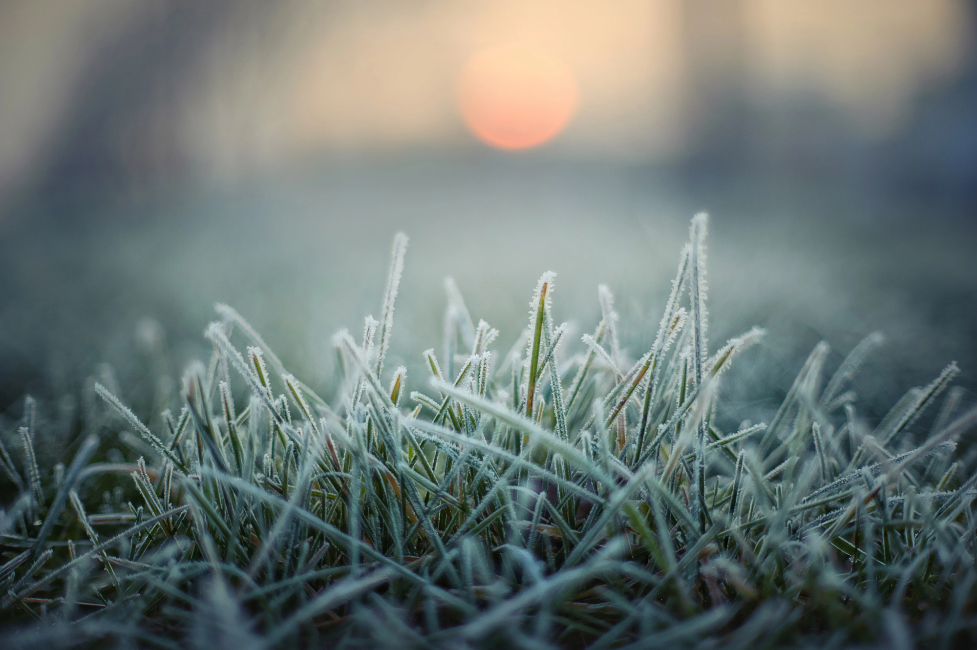 Frost expected Friday morning in Northern Wellington County