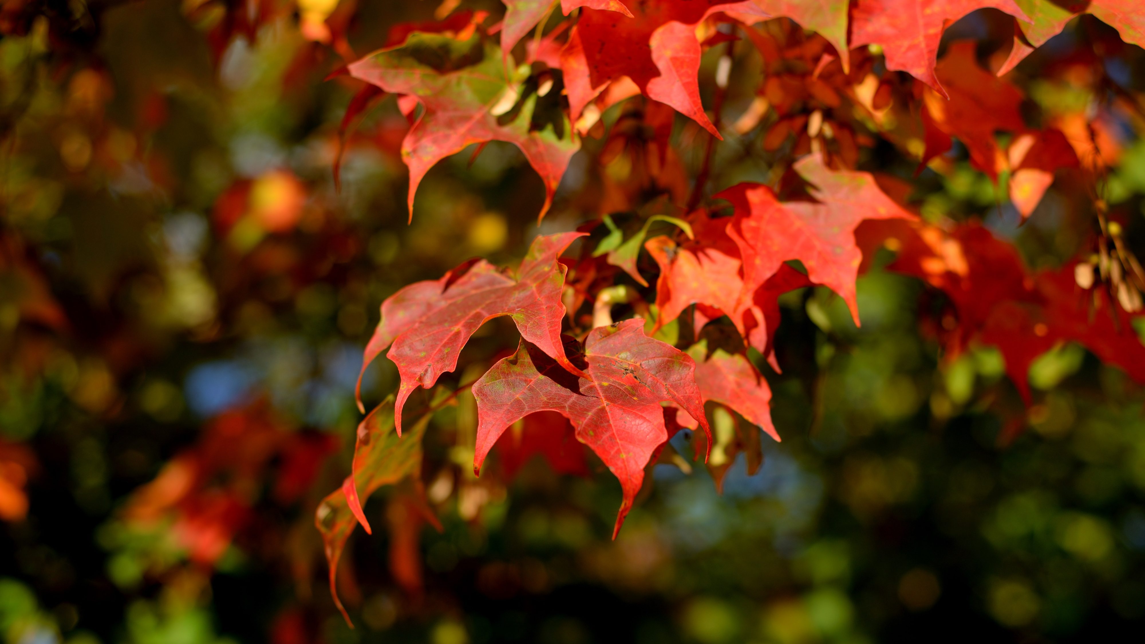 Gallery: Fall's changing colours