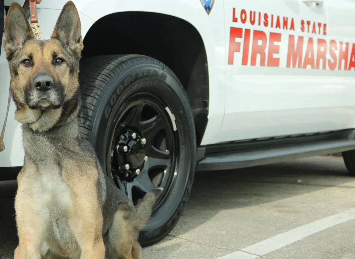 Louisiana State Dog Handler Arrested After Animal's Death