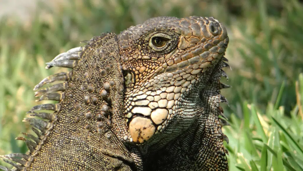 Iguanas Fall From Florida Trees During Cold Snap And Florida People Are Selling The Meat Online