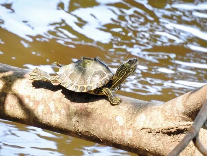 Lawsuit Filed To Protect Turtles In Mississippi, Louisiana