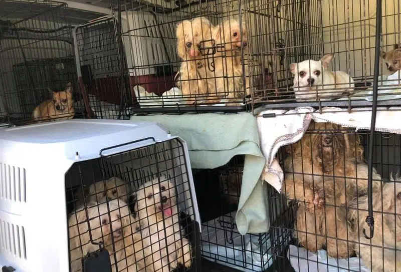 176 Dogs Seized From Breeding Operation In Mississippi