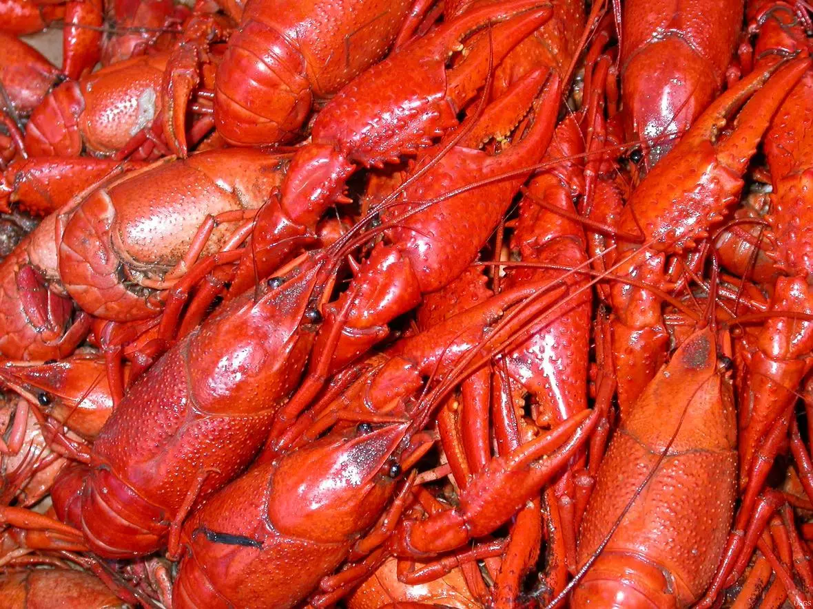 Crawfish Season In Louisiana Is Off To A Hot Start