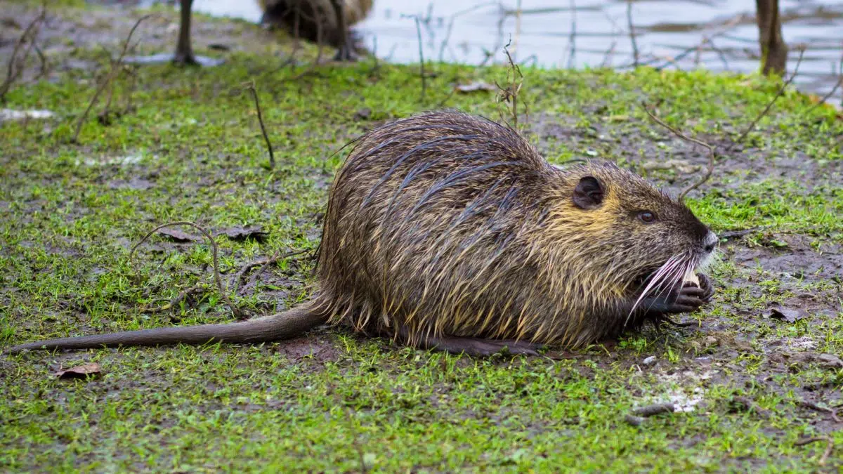 US House Passes Bill To Help Eradicate Invasive Swamp Rodent