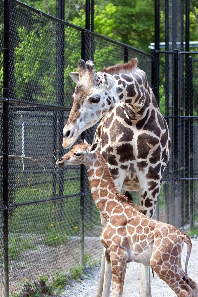 Meet 'Hope' The Giraffe Born In New Orleans Amid Pandemic