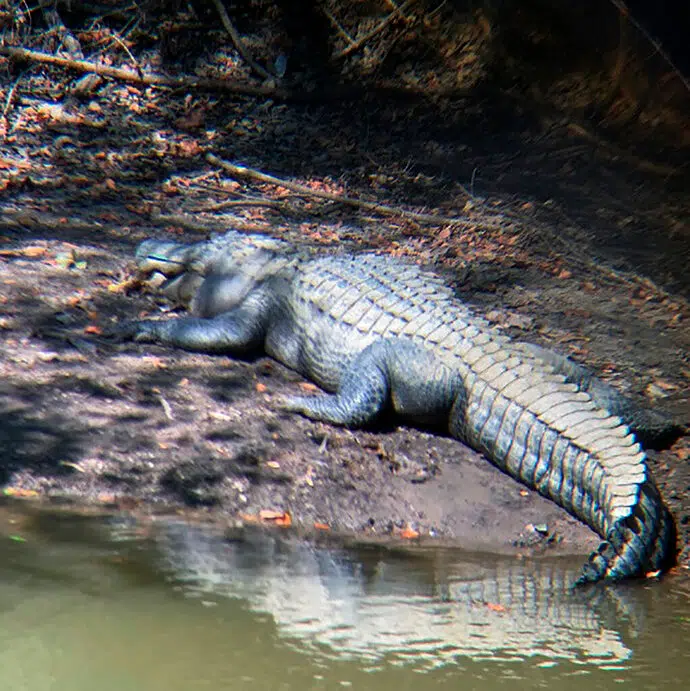 Up To $1,000 Reward In Alligator's Crossbow Killing