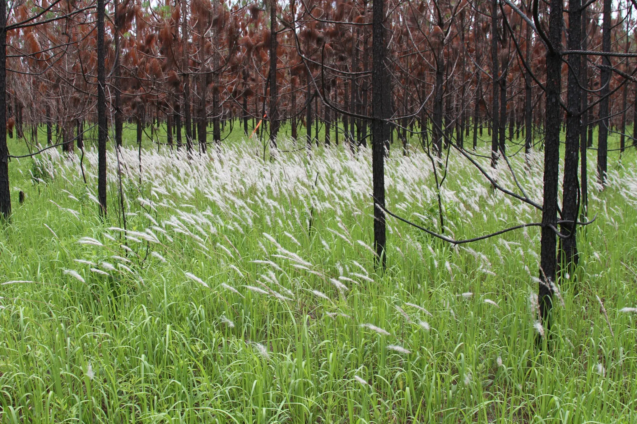 Mississippians warned of weed species that chokes out plants