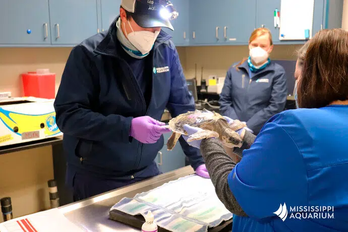 45 Cold-Stunned Sea Turtles Being Treated In Mississippi