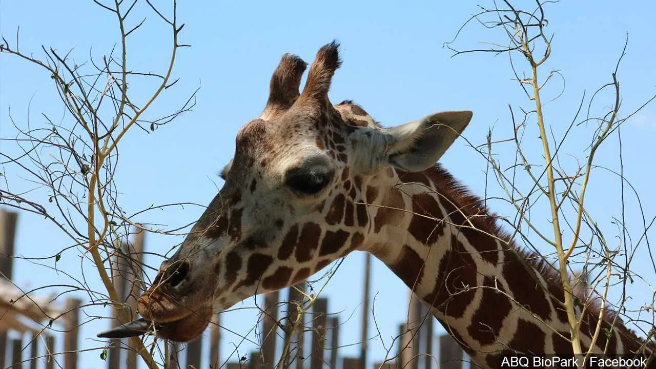 Zoo In Mississippi To Get 2 Giraffes, Seeks Accreditation