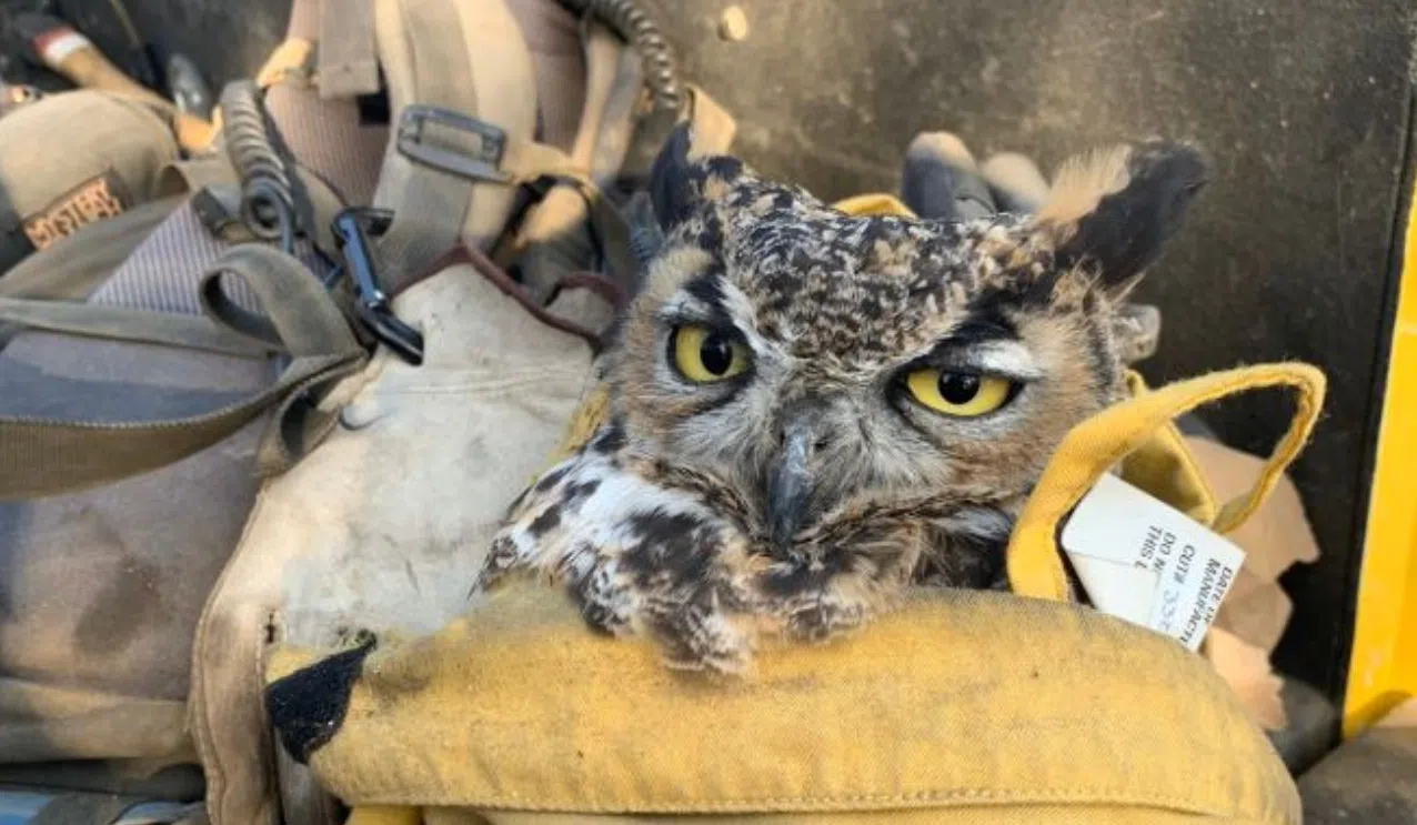 LSU Vets Nurse Injured Owl, Release It Back To Wild