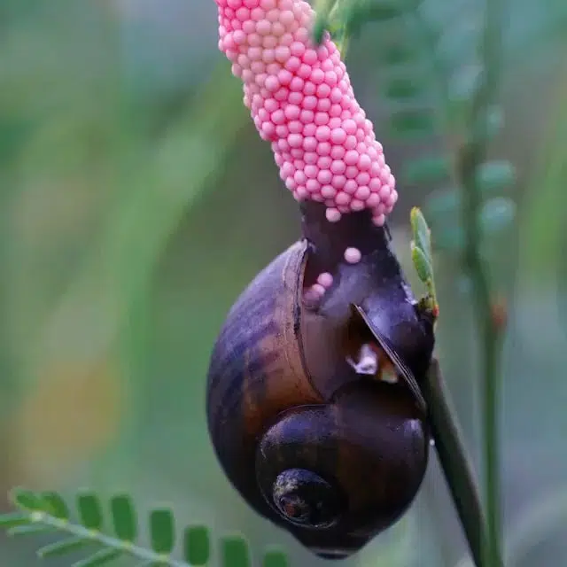 Apple snail infestation could threaten crawfish production