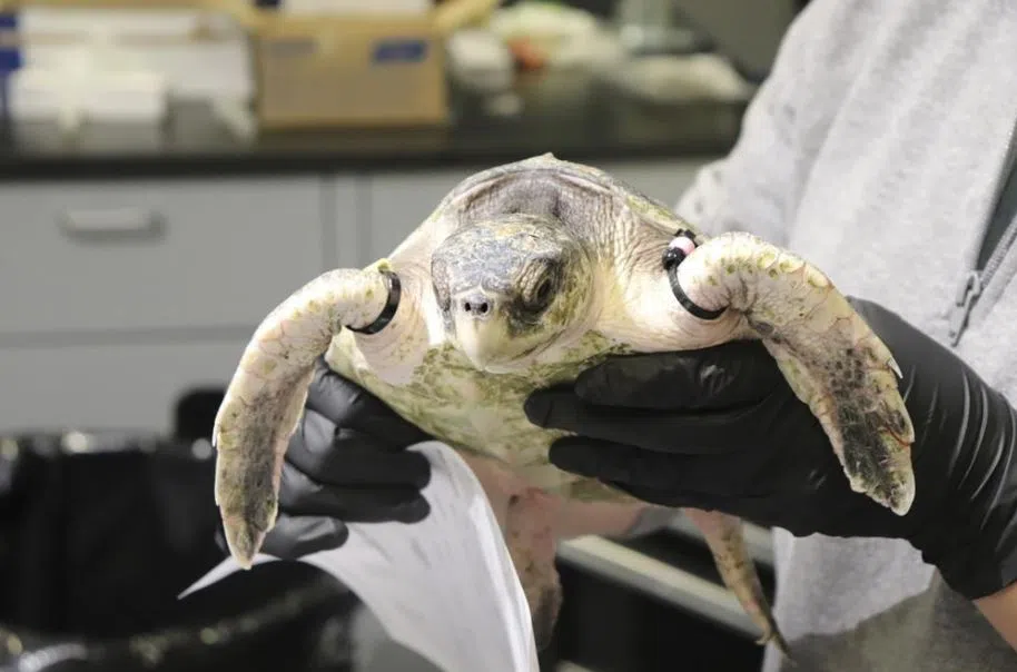 When turtles fly: Cold-stunned animals nursed in Mississippi