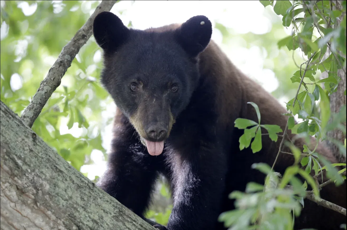 Louisiana looks to revive black bear hunting for 1st time in decades, but there's pushback