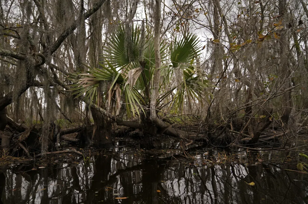 To save a dying swamp, Louisiana aims to restore the Mississippi River's natural flow