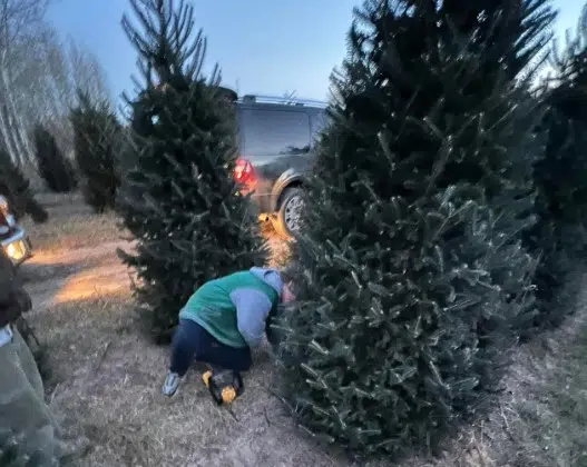 Christmas Tree Collections