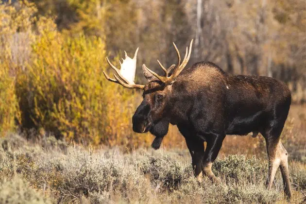 Minnesota Moose Population At Largest Level Since 2011 | KNSI