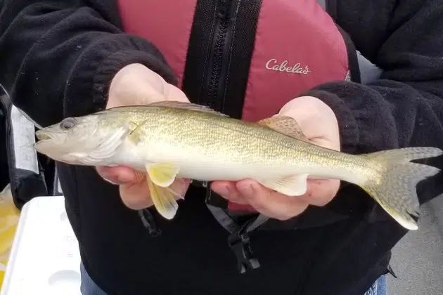 Worry Looms Over Walleye Spawning Season Amid Early Ice Out