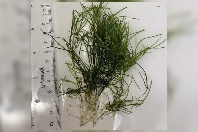 Starry stonewort