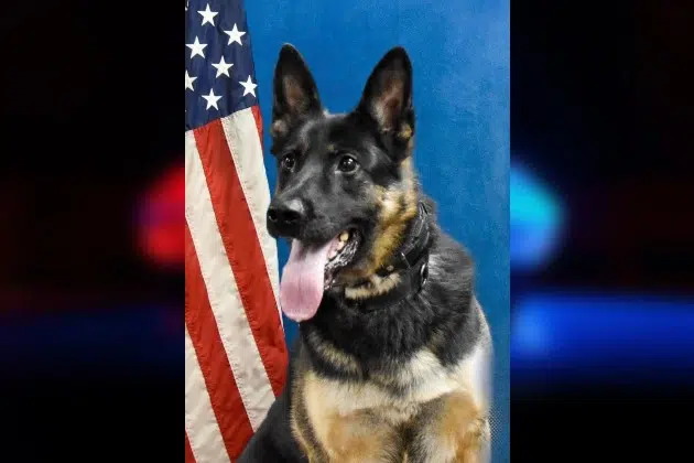 It is with great sadness that we announce the passing of recently retired K9,  Bruno. 🐕💙🙏 Bruno suffered a medical emergency where he was…