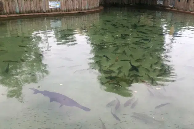 Department of Natural Resources fish pond at the Minnesota State Fair