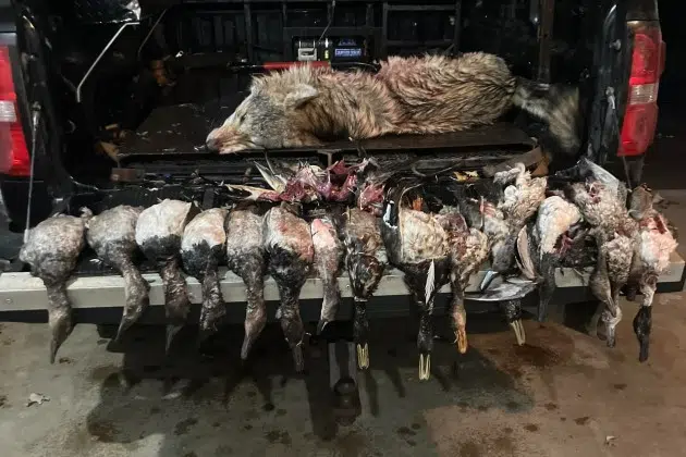 wolf and ducks destroyed near little falls