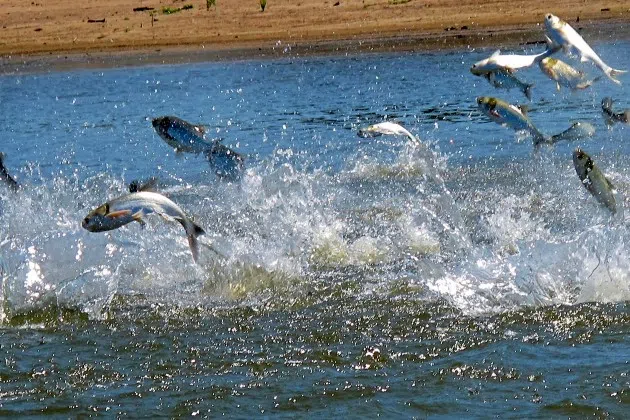 FILE - Invasive carp, jolted by an electric current from a research boat, jump from the Illinois River, June 13, 2012, near Havana, Ill. The Minnesota Department of Natural Resources announced Friday, Dec. 1, 2023, that officials pulled 323 invasive carp from the Mississippi River near Trempealeau, Wis., on Thursday, Nov. 30. The agency called it the largest single capture of invasive carp in Minnesota to date.