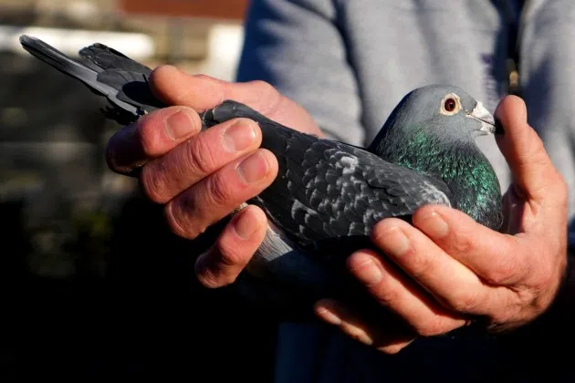 A cuddly pigeon