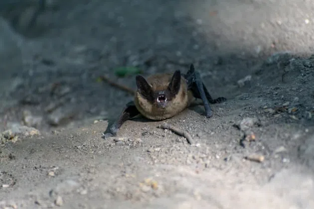 little brown bat