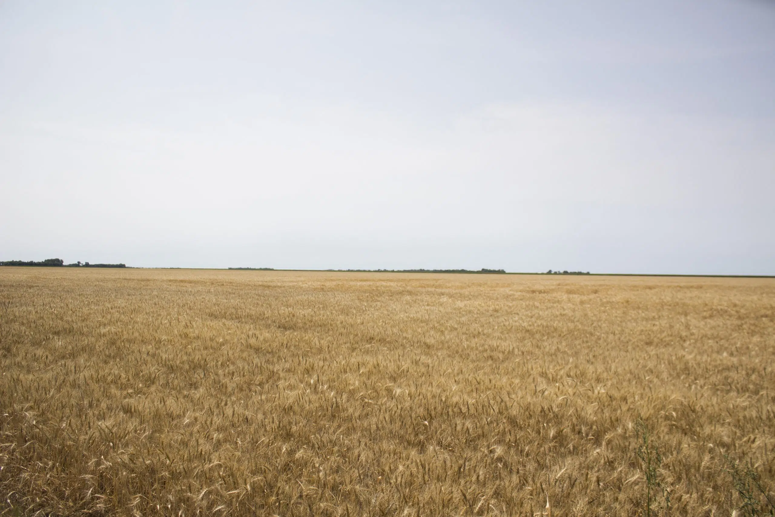 cme-group-to-launch-canadian-wheat-futures-the-mighty-790-kfgo-kfgo
