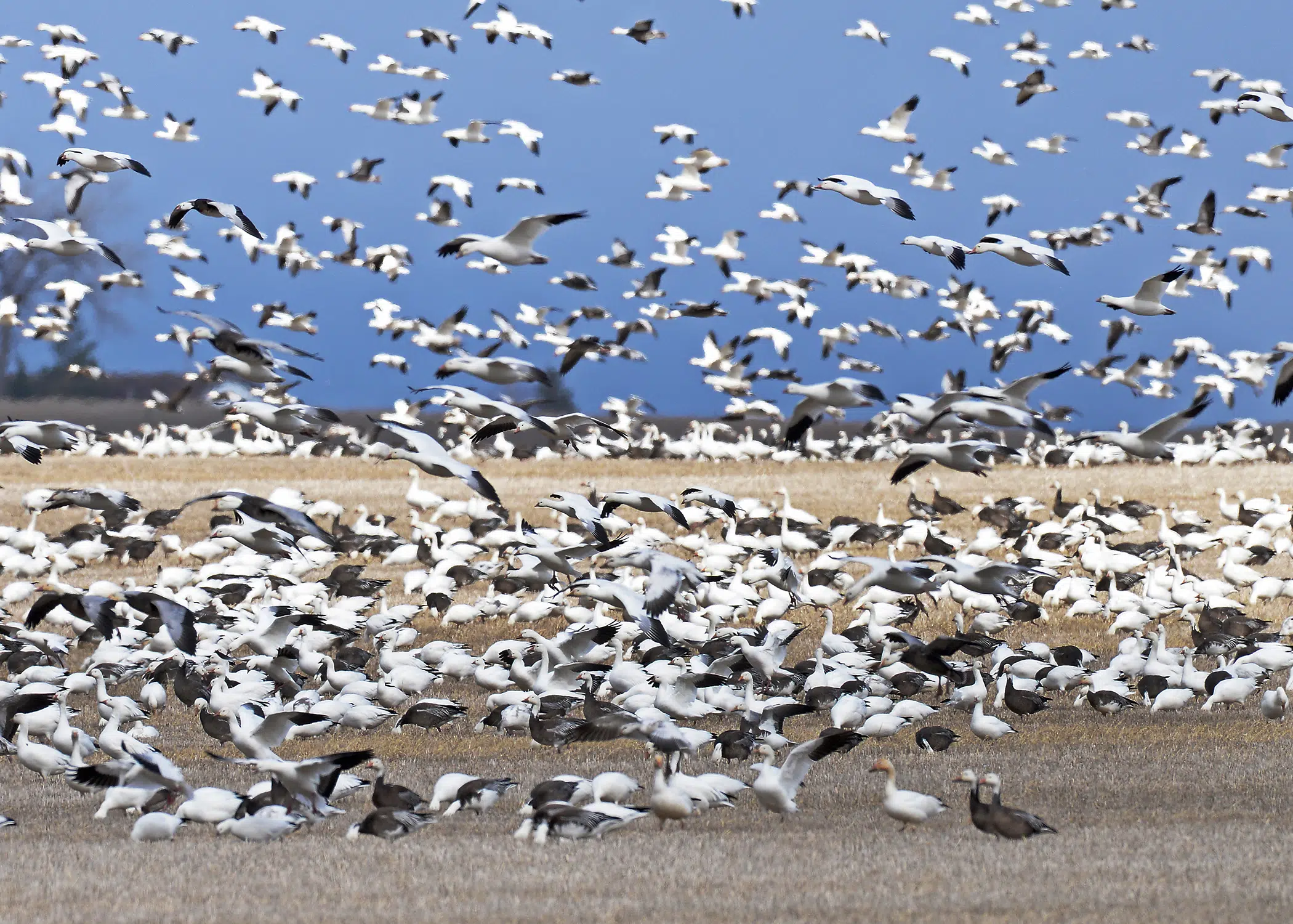 5 Tips For a Better Spring Snow Goose Season